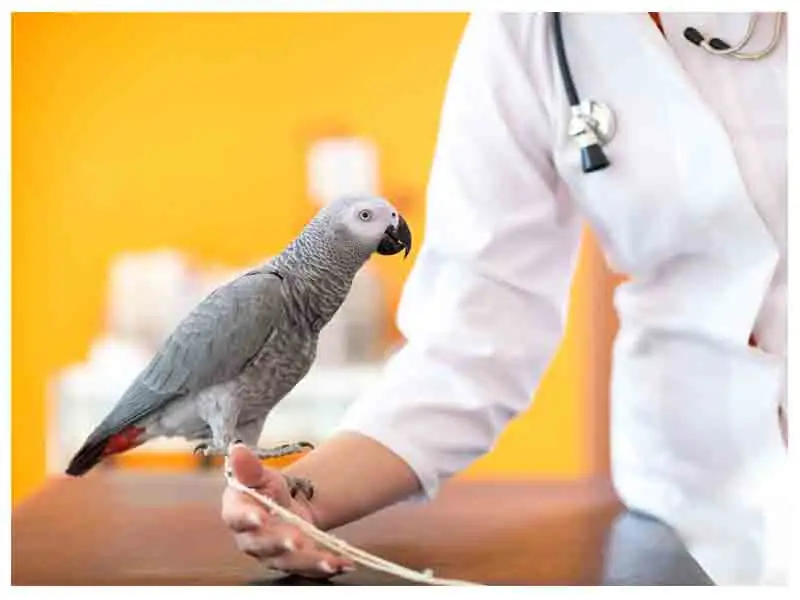 Can you get Parasites from Birds in India?